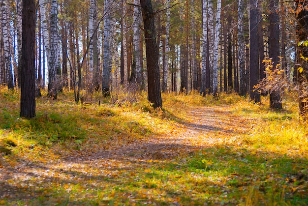 Hiking path in wild autumn forest