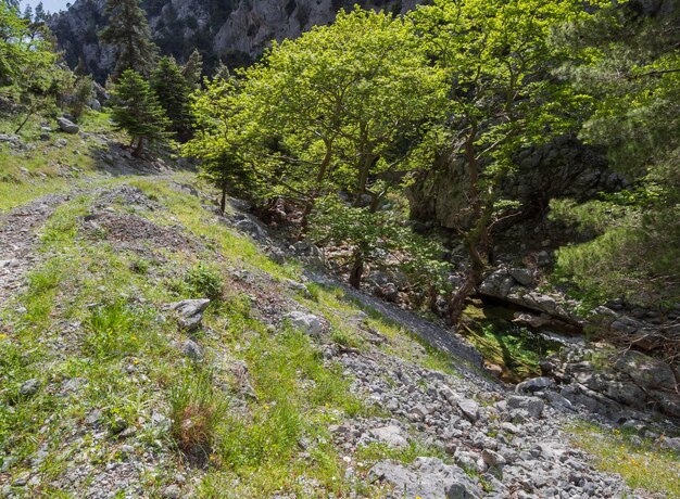 ギリシャのエヴィア島のアガリ山峡谷のハイキングコース