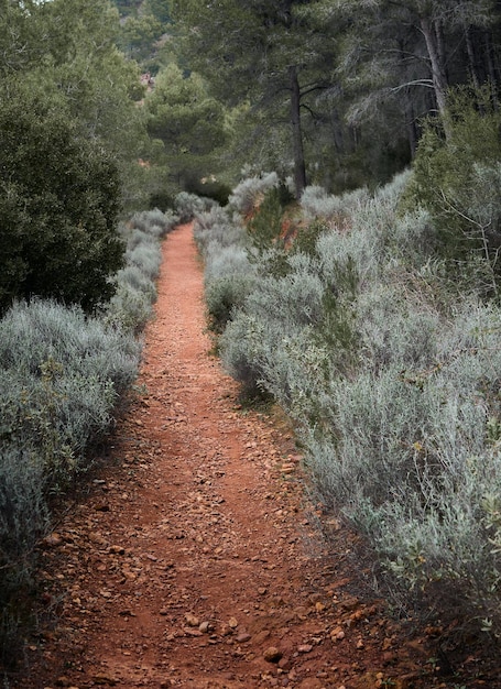 Hiking trail in the mountains