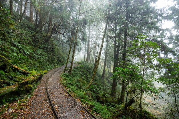 Hiking trail in National park in Taipingshan of Yilan Jianqing Huaigu Trail