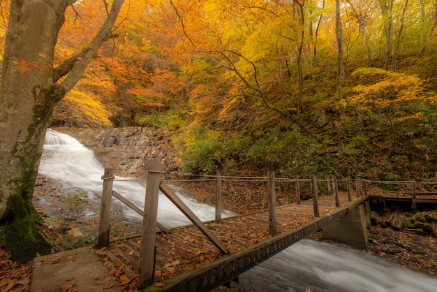 写真 秋の川の近くのハイキングコース