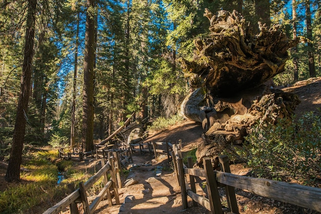 Hiking Trail In Sequoia National Park