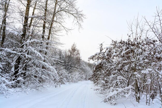 青空と晴れた冬の日に、雪に覆われた美しい冬の風景の中のハイキング コース