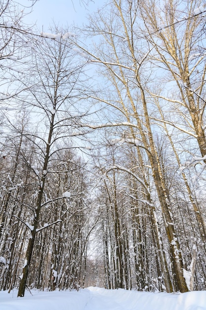 雪に覆われた美しい冬の風景の中のハイキング コース
