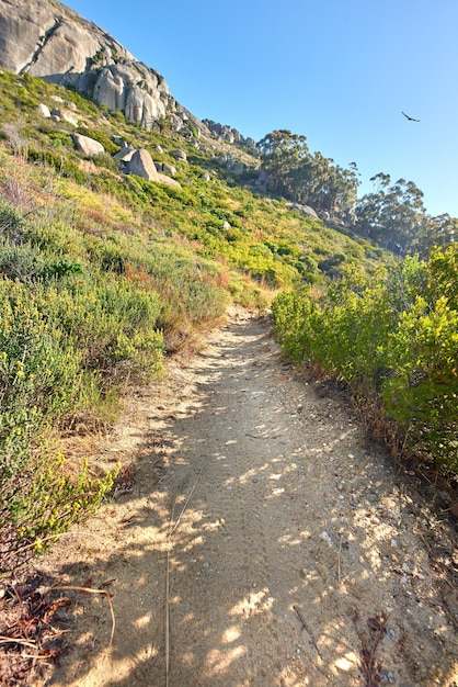 Hiking trail on Table Mountain National Park in Cape Town South Africa on a sunny day with blue sky Scenic landscape with walking paths to explore in nature surrounded by green bushes and trees