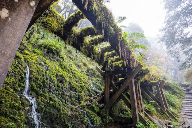 Hiking trail in Taipingshan of Yilan Jianqing Huaigu Trail