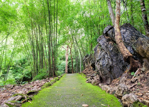Hiking trail in Tropical rain forest