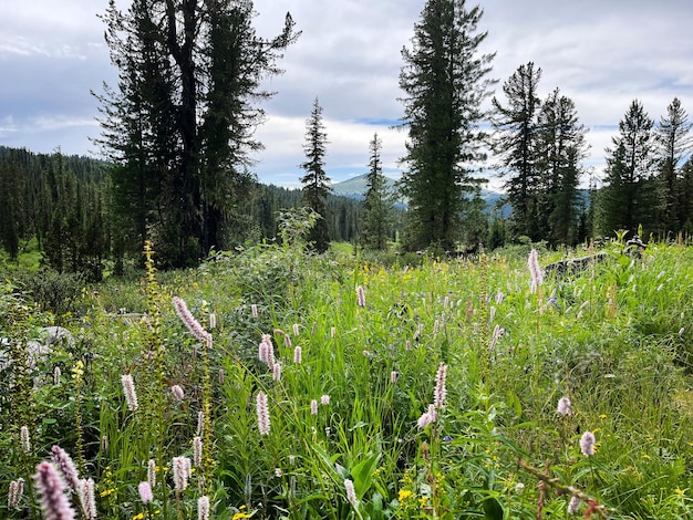 Sentiero escursionistico nel verde selvaggio della pineta. cammina attraverso la foresta fino alla montagna