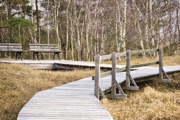 다스 국립공원(darss National Park)의 높은 모래 언덕으로 이어지는 나무 인도교 위의 하이킹 코스