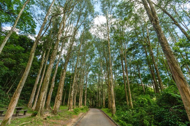 Hiking trail