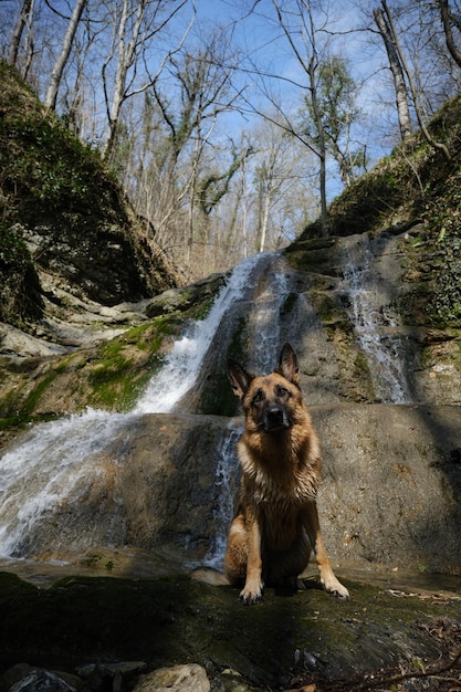 Hiking and trekking in mountain rivers with dog Concept of a pet having fun