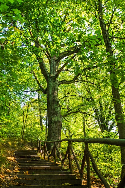 숲에서 숲 흔적에 나무 계단을 하이킹.