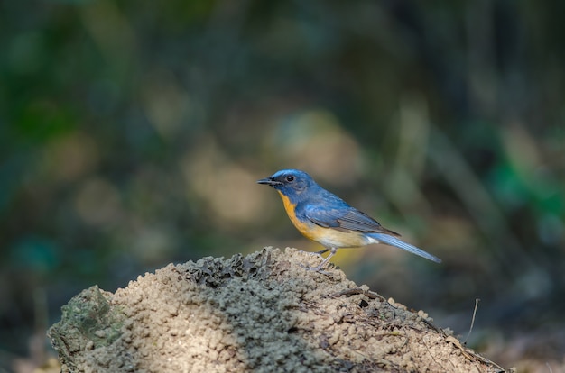 Hill Blue Flycatcher on a branch