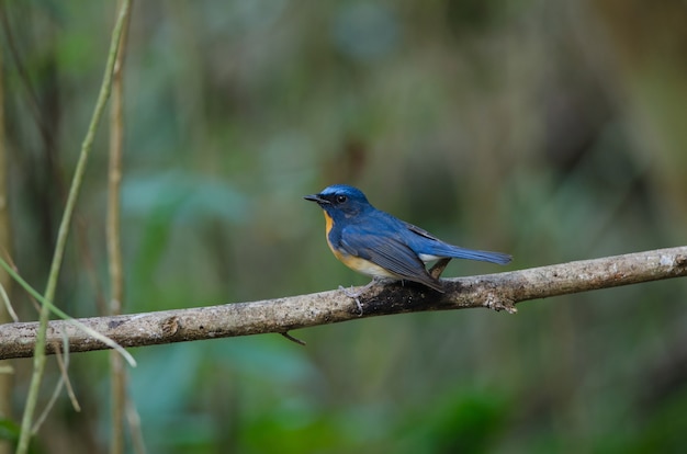 Hill Blue Flycatcher on a branch