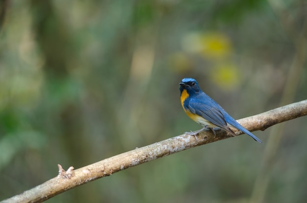 Hill Blue Flycatcher on a branch