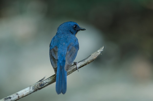 Фото hill blue flycatcher на ветке