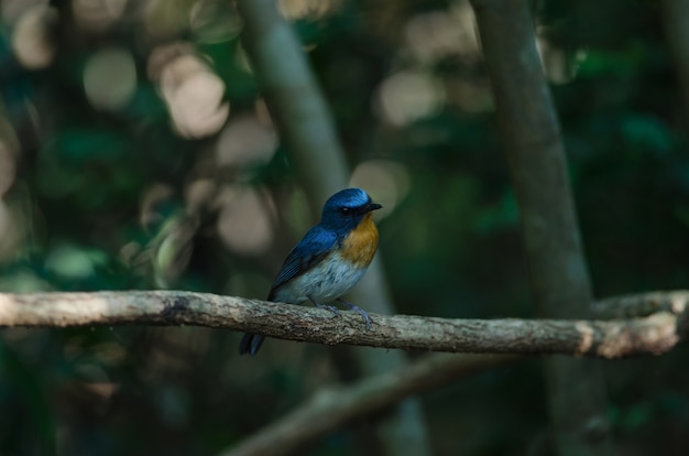 Hill Blue Flycatcher op een tak