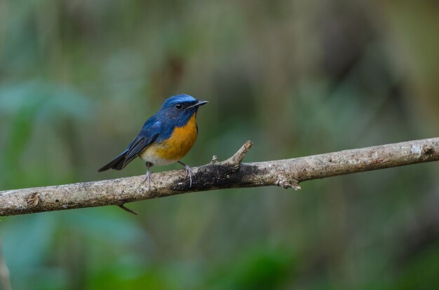 Hill Blue Flycatcher op een tak