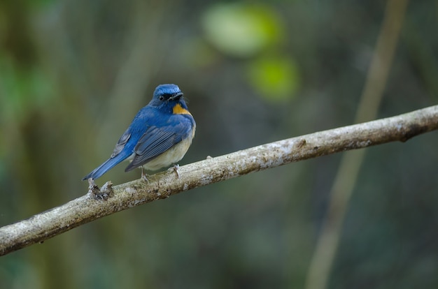 Hill Blue Flycatcher op een tak