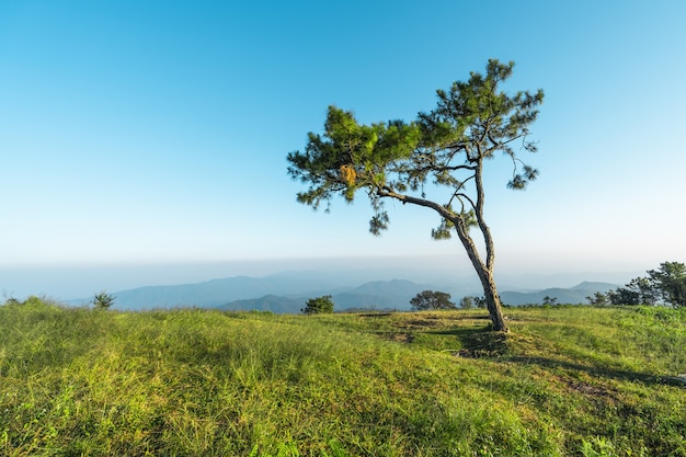 丘の上、夕方の山の森の景色