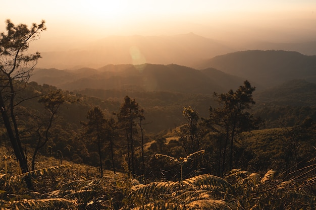 Photo on the hill,mountain forest view in the evening