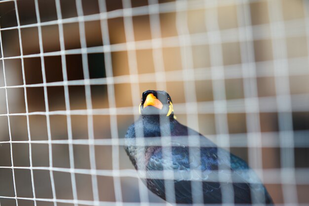 Hill myna or black bird in cage net foreground in detain or imprison life  