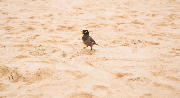 Hill Myna buitenshuis