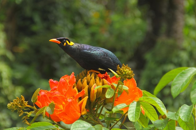 Hill myna sighted in western Ghats forests of India