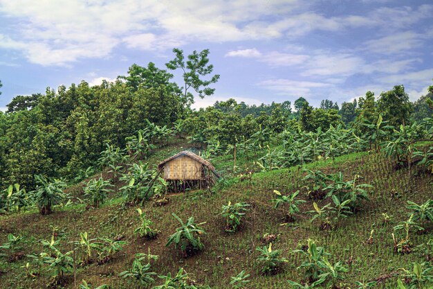 Photo hill side home in bangladesh