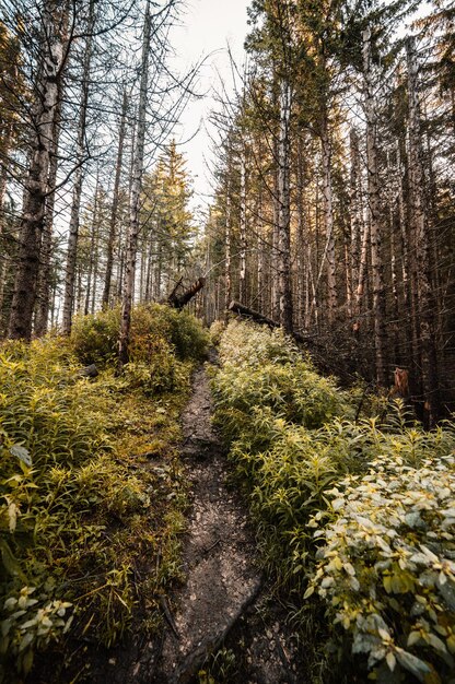 Hill Sivy Vrch en rotsen genaamd Radove Skaly in West-Tatra Slowakije West-Tatra in Slowakije berglandschap