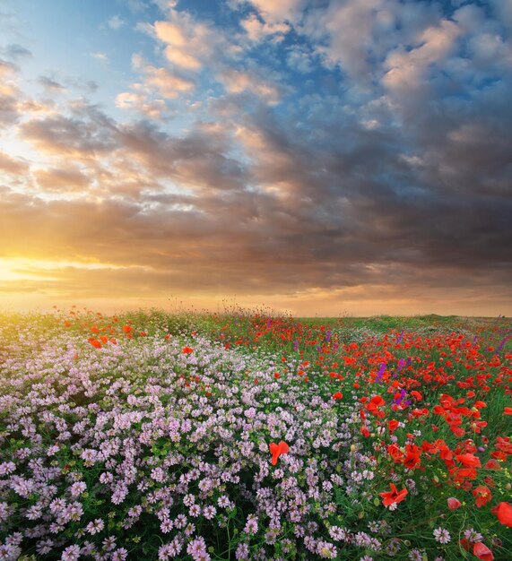 Photo hill of spring flowers at sunset