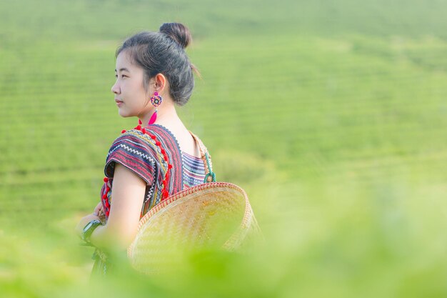 A hill tribe Asian woman in traditional clothing collects tea leaves in baskets in the mountains