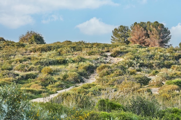 Hill with blooming flowers andforest belt against blue sky with clouds