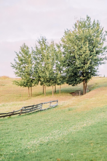 A hill with a fence and trees