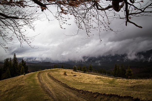 Hill with tire marks and spruces landscape photo