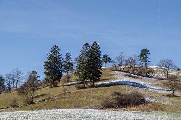 Hill with trees in winter