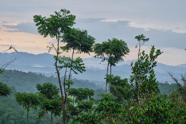 Hills Amidst Towering Trees in the Afternoon