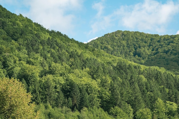 The hills are covered with green trees the lungs of nature