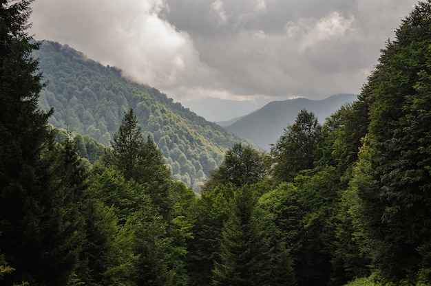 曇り空と緑の木々に覆われた丘