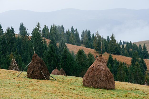 Photo hills in the mountain village rick dry hay fir forest