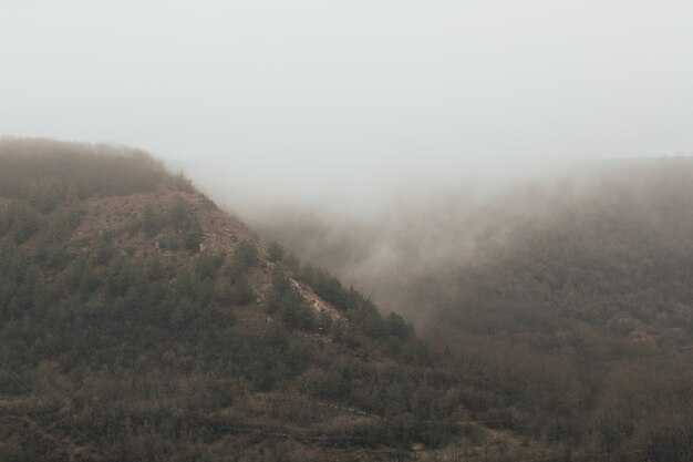 Hills with green pines in fog. Beautiful landscape.