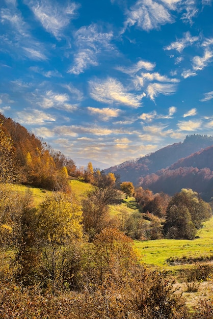 Hills with trees covered with yellow leaves in autumn weather at sunrise vertical photo