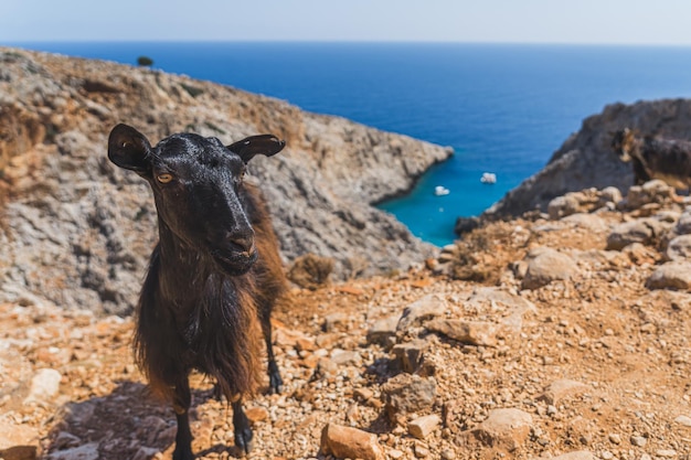 Hillside goat standing on the verge of rocky mountain in seitan limania crete