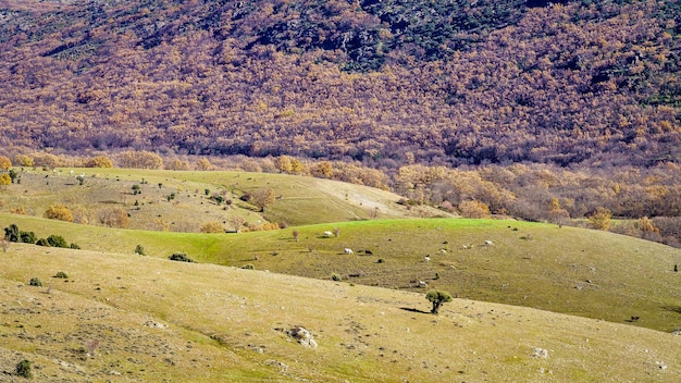 Hilly countryside with cows grazing on fresh grass in a bucolic landscape