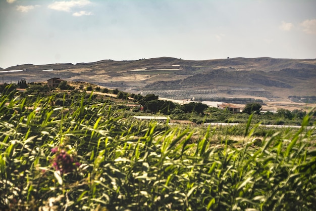 Hilly Sicilian rural landscape during the summer periosa in Marina di Butera