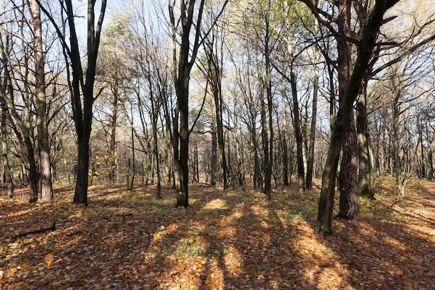 中秋に裸の落葉性カエデの木があり、葉が地面に横たわっている丘陵地帯