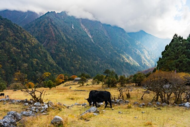 Himalaya-yak in het prachtige landschap van Folay Phale Village in Ghunsa Taplejung Kanchenjunga