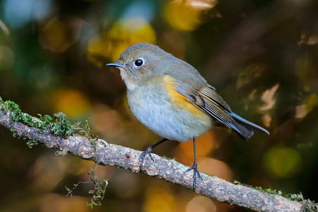 ヒマラヤBluetail Tarsiger rufilatusタイの美しい女性の鳥