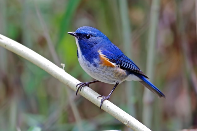 히말라야 Bluetail Tarsiger rufilatus 태국의 아름다운 남성 조류