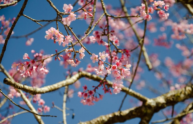 Himalayan Cherry tree